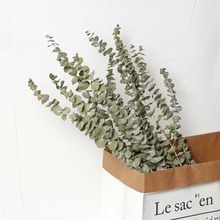 [Làng Zanhua] Hoa bạch đàn khô tự nhiên bó hoa khô Hoa văn trang trí hoa thật tặng hoa bán buôn Sản phẩm hoa