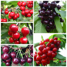 giống đỏ cây anh đào trái cây giống cây giống cây anh đào ra quả trực tiếp bán buôn và nhượng bộ lớn hơn Cây ăn quả