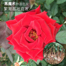 Rose Rose cây trồng ma thuật đen tự nhiên bán buôn Black Rose hoa kỳ nghỉ nhánh hoa hồng mùa Valentine Hoa và hoa