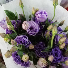 [] Cát Tường Cát Tường Cát Tường hoa bán buôn đám cưới với hoa Vân Nam Côn Minh Hoa và hoa