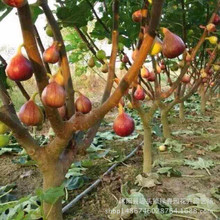 cây vả bán buôn khi các kết quả của cây ăn quả đỏ chậu vả Brooke với giống cây trồng Cây ăn quả
