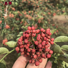 Dahongpao cây tiêu cung cấp lớn của công nghệ giá cả phải chăng để cung cấp 1 cm cây ớt trồng hiện đang đào và bán Cây ăn quả
