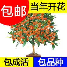 Bốn cây Seasons osmanthus cây ghép hoa trồng trong chậu khái niệm về vườn hoa trong nhà với mùa Gui Jingui Lô Châu Cây bụi Arbor