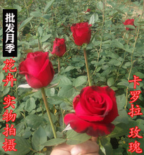Hoa nước hoa tăng Miao Miao Corolla tăng vườn hoa cảnh trong chậu cơ sở trực tiếp Hoa và hoa