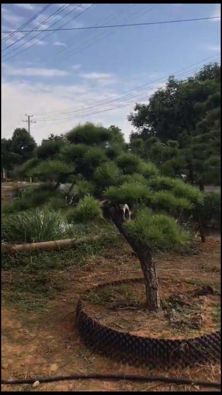 凌建伟