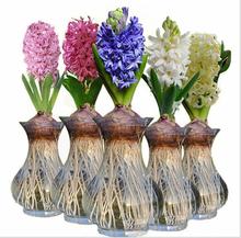 Bán buôn Hà Lan 16-17 hạt giống lục bình bóng trồng thủy canh lục bình trồng hoa trong nhà Hoa và hoa