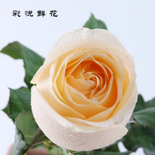 [Champagne hồng] Côn Minh Dounan hoa bán buôn trong nhà và ngoài trời trang trí nhà đào núi phủ tuyết trắng tăng cắt hoa Hoa và hoa