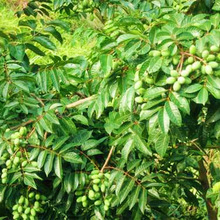 Quảng Tây trực tiếp vận chuyển cây giống cây vườn ươm cây ô liu khi kết quả của ghép cây ôliu ô liu vàng Cây ăn quả