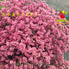 Hoa cỏ pha lê hoa khô Vân Nam Côn Minh tự nhiên Hoa Yongsheng bó hoa Thủ công cắm hoa Trang trí khách sạn hoa Sản phẩm hoa