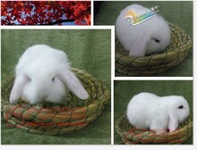 Lop tai trắng thỏ thỏ thỏ thỏ lop tai thỏ thỏ giao hàng nhanh Hamster, thỏ, chim