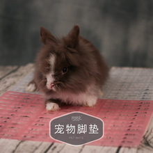 Xing Xingwen chân thỏ pad thú cưng cung cấp bán buôn tự sản xuất chìa khóa chân mát mẻ số 0016 Vệ sinh vật tư