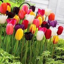 Tại chỗ bóng đèn tulip nhập khẩu Bóng lớn mùa thu và mùa đông bóng tự nhiên ban công vườn trồng trong chậu hoa tulip lâu năm Cây giống