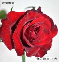 [Legendary Rose] Côn Minh cắt hoa tươi bán buôn cơ sở cung cấp trực tiếp bán hoa tăng trang trí đám cưới Hoa và hoa