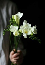 [Hornsey Lan] cơ sở cung cấp trực tiếp tại Côn Minh, Vân Nam hoa bán buôn trang trí nhà hoa lan Nam Phi thị trường tươi Hoa và hoa