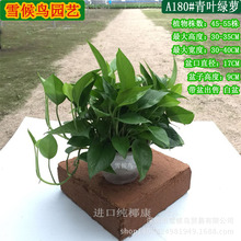 Hoa củ cải xanh trong chậu bán buôn trồng cây xanh methanol văn phòng trang trí nhà cây bonsai cymbidium hydroponic củ cải xanh Cây cảnh trong chậu