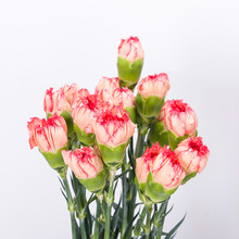 Bán buôn cắt hoa tươi hoa cẩm chướng hoa cẩm chướng đỏ hoa cơ sở cung cấp trực tiếp 20 / tie ba mươi tám Hoa và hoa