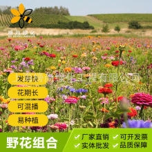 Hạt giống hoa nhập khẩu kết hợp hoa bốn mùa vườn hoa lâu năm kết hợp hoa dại Cây giống