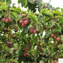 Chi dương đào cây giống trồng trong chậu trồng khi kết quả của cây Bắc Nam của chi dương đào cây giống cây ăn quả Cây ăn quả