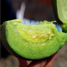 Shandong Emerald Melon 5 kg một thế hệ chất lượng tốt Trái cây ưa thích