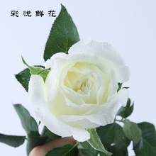 [Tannick White Rose] Hoa Vân Nam Côn Minh Bán buôn Hoa hồng Hoa hồng Trang trí Hoa hồng Hoa hồng tươi Cắt hoa Hoa và hoa