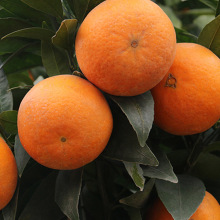 Tứ Xuyên Wotan 9 kg trái cây tươi có múi cam ngọt lông mày Shandong Powo cam bán buôn một thế hệ Trái cây Tứ Xuyên