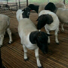 Nhà sản xuất cừu Dubo thuần chủng cừu cừu Whitehead Dubo cừu Blackhead Dubo cừu cừu giá Chăn nuôi