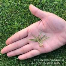 Lawn Seed Garden Biệt thự Mỹ Bốn mùa Green Dogtooth Root Ryegrass Seeds Cold Cold Slope Đồng cỏ không được cắt tỉa Cây giống