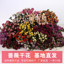 hoa hồng hoa hồng khô nhỏ bò Vân Nam Dou Epoxy hoa bán buôn trên thị trường cửa hàng diy trang trí nội thất Hoa khô hay
