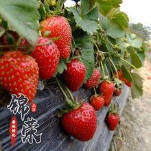 Cơ sở cung cấp Four Seasons Strawberry Strawberry nồi khi kết quả của đầy đủ các chất lượng cao dâu tuyệt vời lớn Cây ăn quả