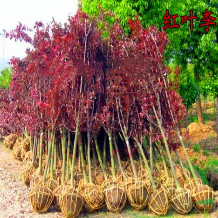 出售各种规格红叶李小乔木工程园林绿化