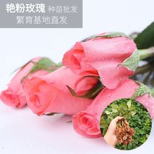 Yanfen Miao Kunming Dounan Cung cấp hoa hồng, hoa hồng, cây giống hồng Bán buôn cây giống hoa hồng Hoa và hoa