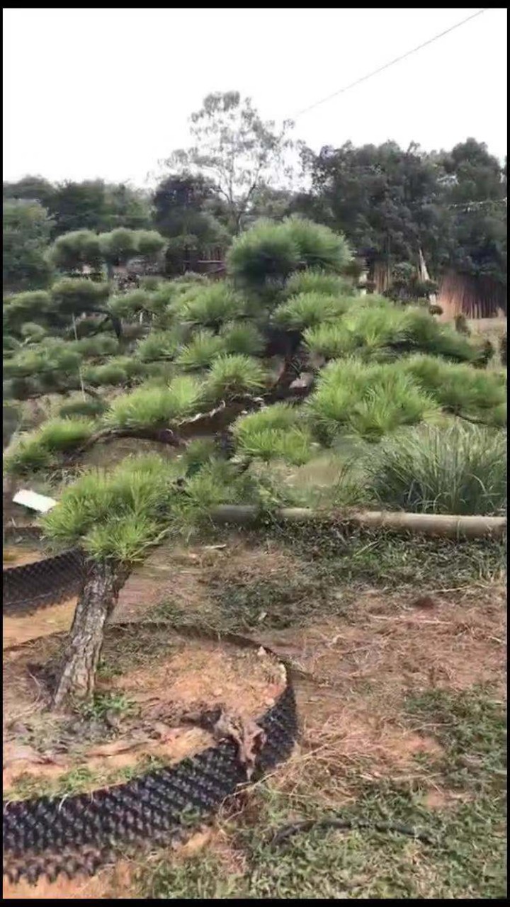 凌建伟