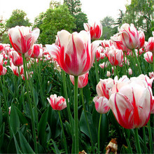Tulip bóng đèn trong nhà mùa hoa trồng trong chậu có thể được phát sóng hydroponic văn hóa đất gói đảm bảo màu sắc dễ dàng Hoa và hoa