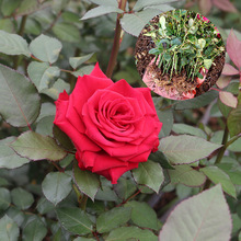 Vân Nam Red Rose cây vườn ươm Cung cấp Four Seasons cây giống hoa kiểng cắt hoa hồng cây nhà lá vườn tươi Hoa và hoa