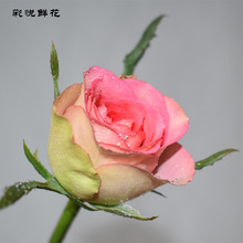 [Monroe Rose] cơ sở tại Côn Minh nhà bó thẳng cắt tóc hoa cưới hoa hồng trang trí Monroe Hoa và hoa