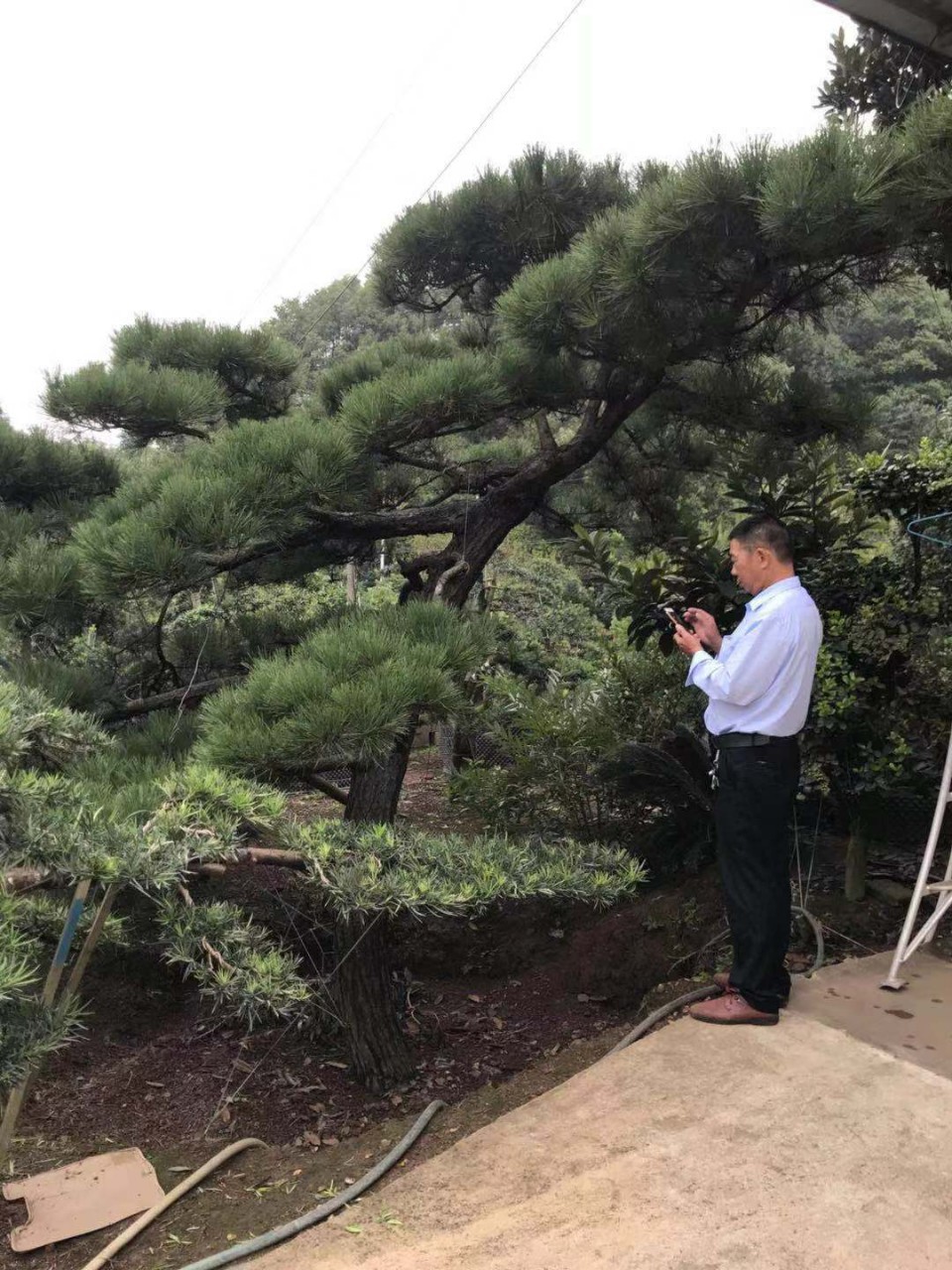 凌建伟