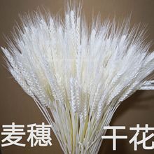 hoa cây lúa mì hoa thật khô lúa mì mục vụ sản xuất lúa mạch lúa mì và cơ sở chế biến để trồng bán buôn Hoa khô hay