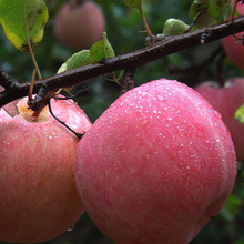 Shanxi Red Fuji Apple Fresh Fruit Rock Candy Candy Apple 80-85 Hợp tác xã Cung cấp trực tiếp Số lượng lớn Bán buôn Táo