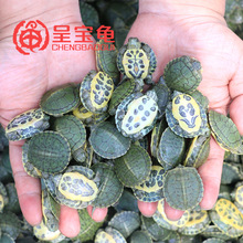 [Rùa Brazil] Rùa ngoài ao giống rùa lớn sống nhỏ rùa màu vật nuôi cá cảnh trang trại cá vàng trang trại bán buôn Bể cá cảnh