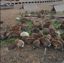 Thỏ thỏ thỏ New Zealand thỏ thỏ thỏ thỏ thỏ thỏ thỏ thỏ thỏ thỏ ăn được thỏ trắng thỏ gai thỏ xám thỏ đen bán buôn Hamster, thỏ, chim