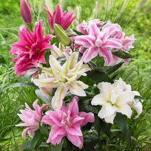 Bán buôn nước hoa lily bóng đèn đôi hoa lily cây giống với nụ vận chuyển bốn mùa trong chậu giảm giá số lượng lớn Cây giống