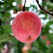 Cam Túc Qingyang Red Fuji Apple Zhongguo 75-80MM Trái cây tươi theo mùa Táo đỏ Fuji Táo