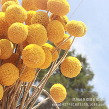 [Hoa khô bóng vàng] Vân Nam hoa khô bó hoa Quả bóng vàng Hoa khô Calendula chất liệu bó hoa nhỏ Sản phẩm hoa
