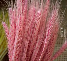 Trắng lúa mì khô hoa đạo cụ vật chất hoa thiên nhiên hoa camera giỏ mở có thể nhuộm màu Hoa khô hay