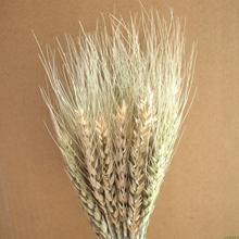 lúa mì tự nhiên gạo lúa mạch hoa khô đạo cụ phong cách mục vụ đồ trang trí trang trí phòng nhà sống món quà chụp vận chuyển Hoa khô hay