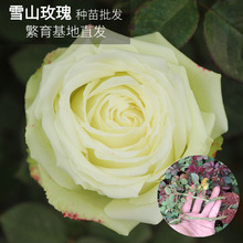 Côn Minh cắt tươi hoa Dounan Tuyết núi mũ hoa hồng bán buôn hoa tươi 情人节玫瑰 Hoa và hoa