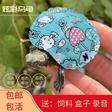 Các nhà sản xuất bán buôn rùa nhỏ đầy màu sắc mới xem rùa nhỏ Brazil lưới đỏ đầy màu sắc rùa nhỏ Bể cá cảnh