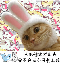 Mèo dễ thương mũ thỏ thỏ mũ mèo mũ mũ cho thấy đạo cụ hài hước mũ thú cưng Garfield tai thỏ Trang phục mèo