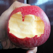 Quả táo đỏ quả táo tươi quả ngọt bột bông không sáp túi trái cây phẳng Shanxi Yuncheng táo một thế hệ Táo
