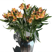 [Trắng Narcissus gần] Côn Minh cắt hoa bán buôn và trực tiếp cung cấp cơ sở cửa hàng alstroemeria hoa tươi trang trí bằng hoa tươi cắt Hoa và hoa